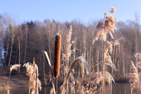Seeds kanonenputzer schlotfeger