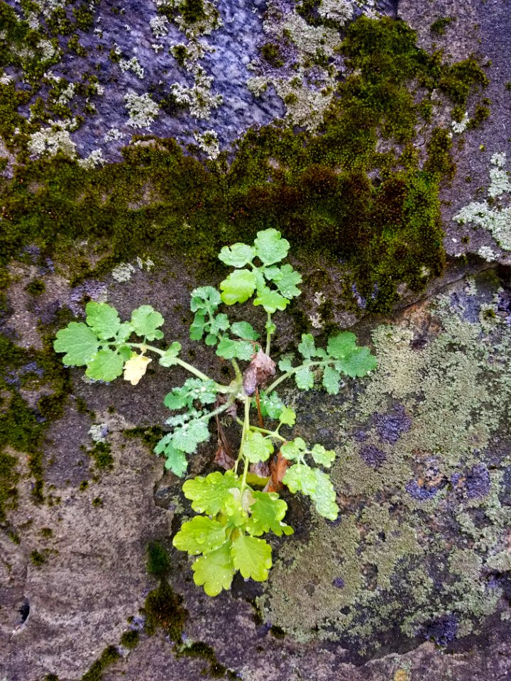 Plant, moss, and lichen - Arlington, MA - 20201127 102747