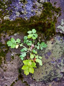 Plant, moss, and lichen - Arlington, MA - 20201127 102747