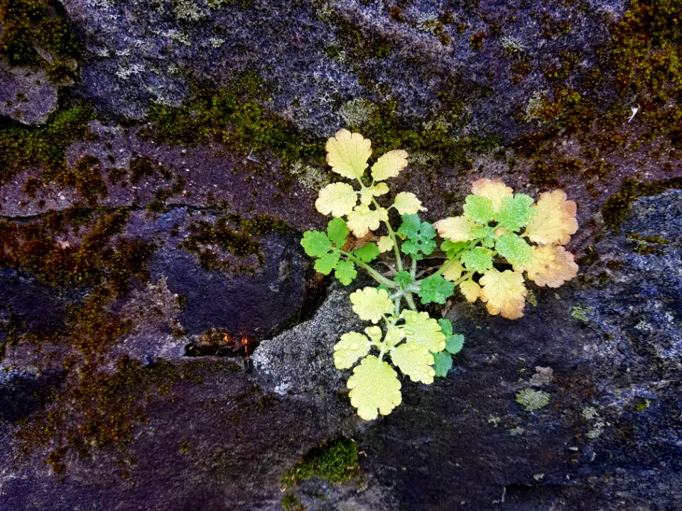 Plant and moss - Arlington, MA - 20201127 102807