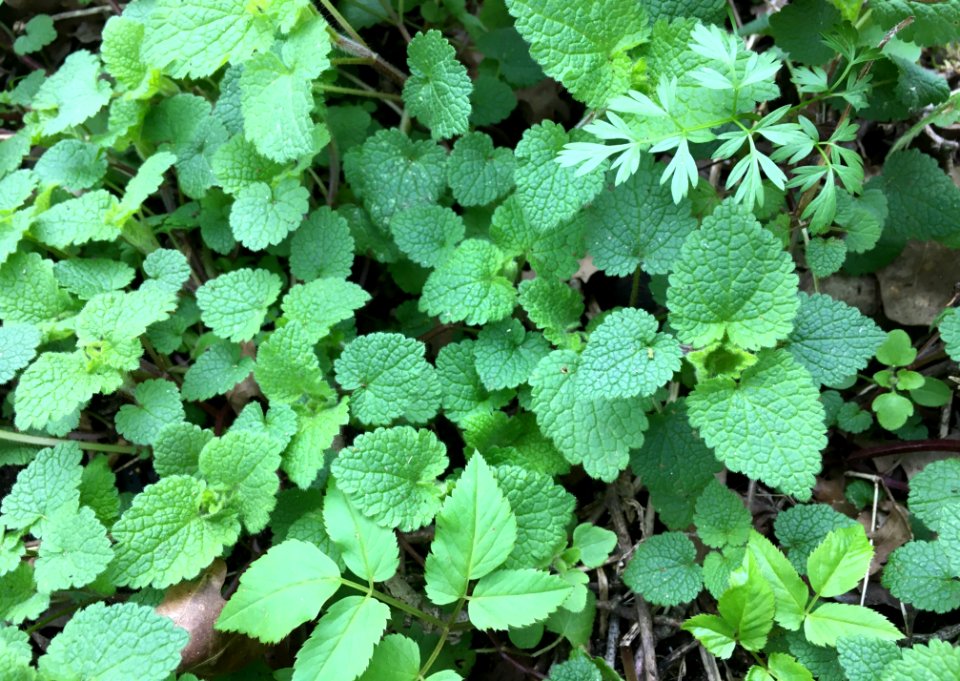 Plant community of Galio-Urticetea