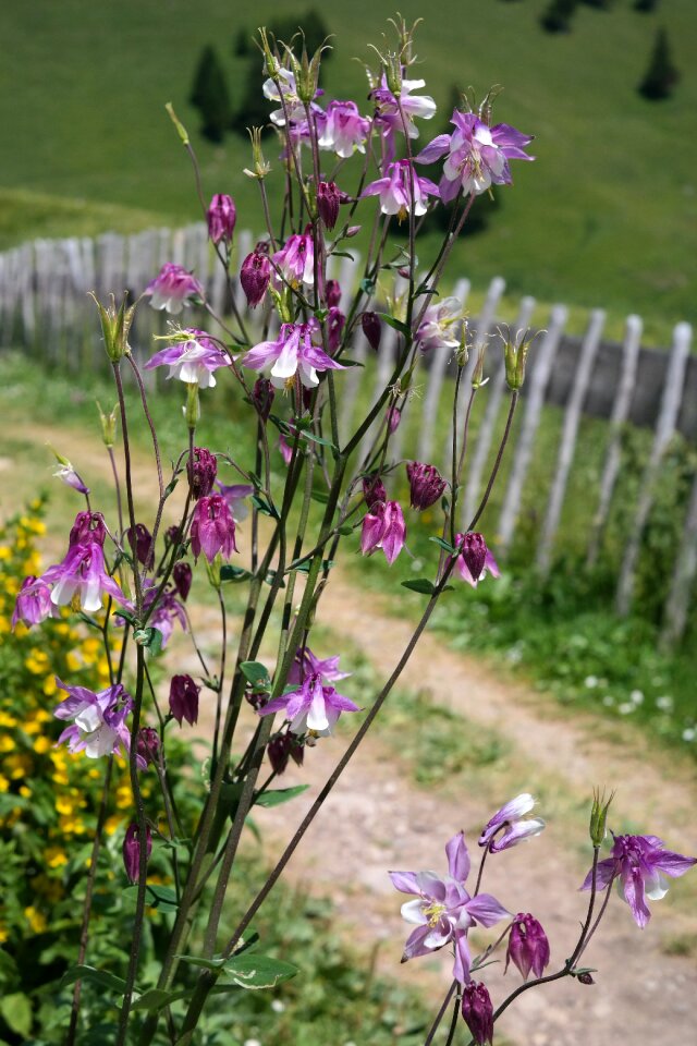 Bloom white pink pink purple