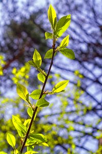 Tree branch rostock photo