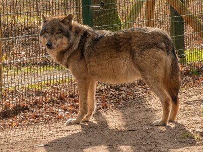 Wildlife park pack animal predator