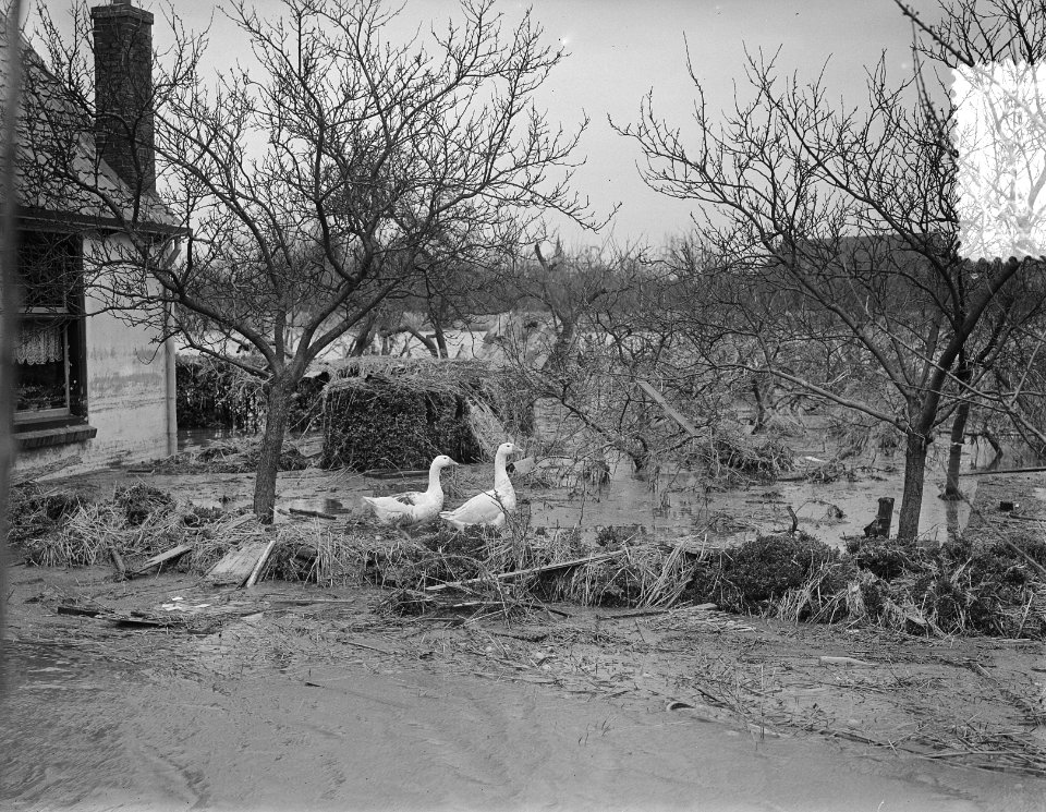 Plaatjes uit s Gravendeel, Bestanddeelnr 905-5681