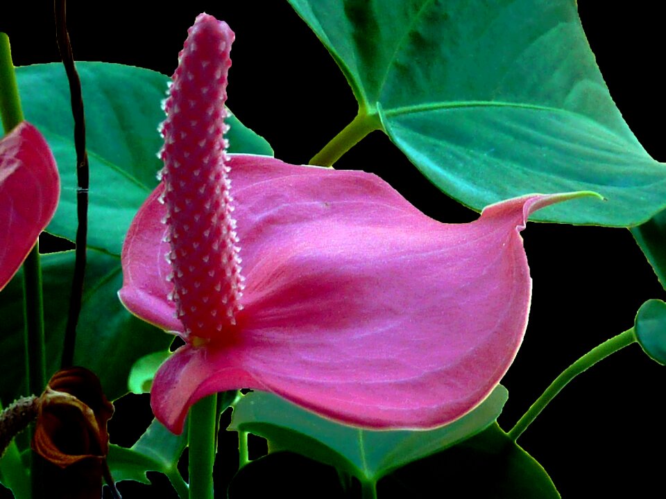 Blossom bloom flamingo flower