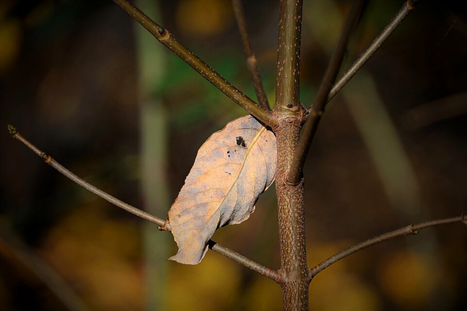 Autumn branch brown