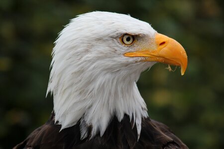 Bald eagle bill bird of prey photo