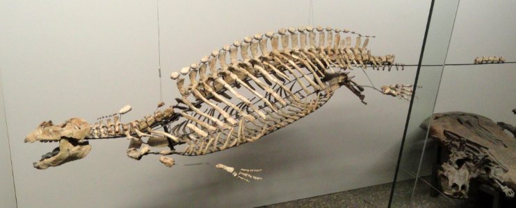 Placodus gigas - Naturmuseum Senckenberg - DSC02189