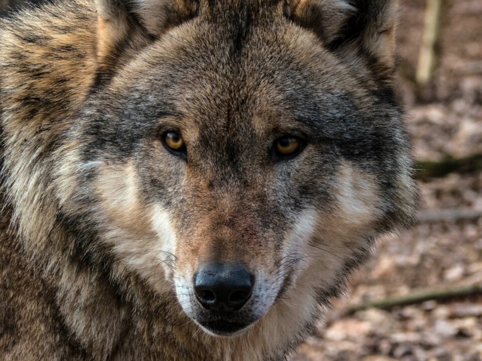Wildlife park pack animal predator