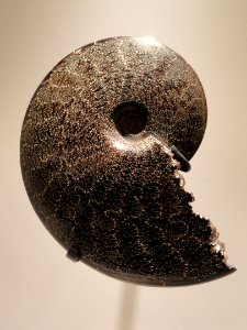 Placenticeras intercalaris, Late Cretaceous, Pierre Shale Formation, Rosebud County, Montana, USA - Houston Museum of Natural Science - DSC01919