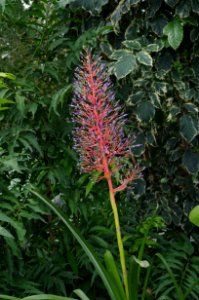 Plante serre de Kew Gardens 4