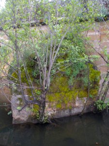 Plasencia - rio Jerte y Puente Viejo 5