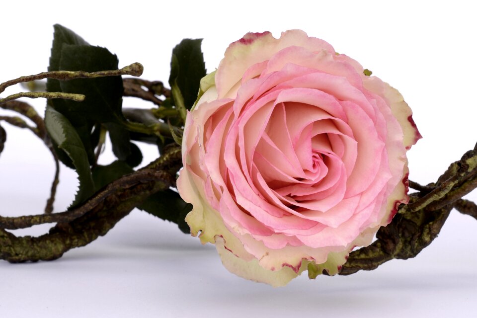 Romance love blossom