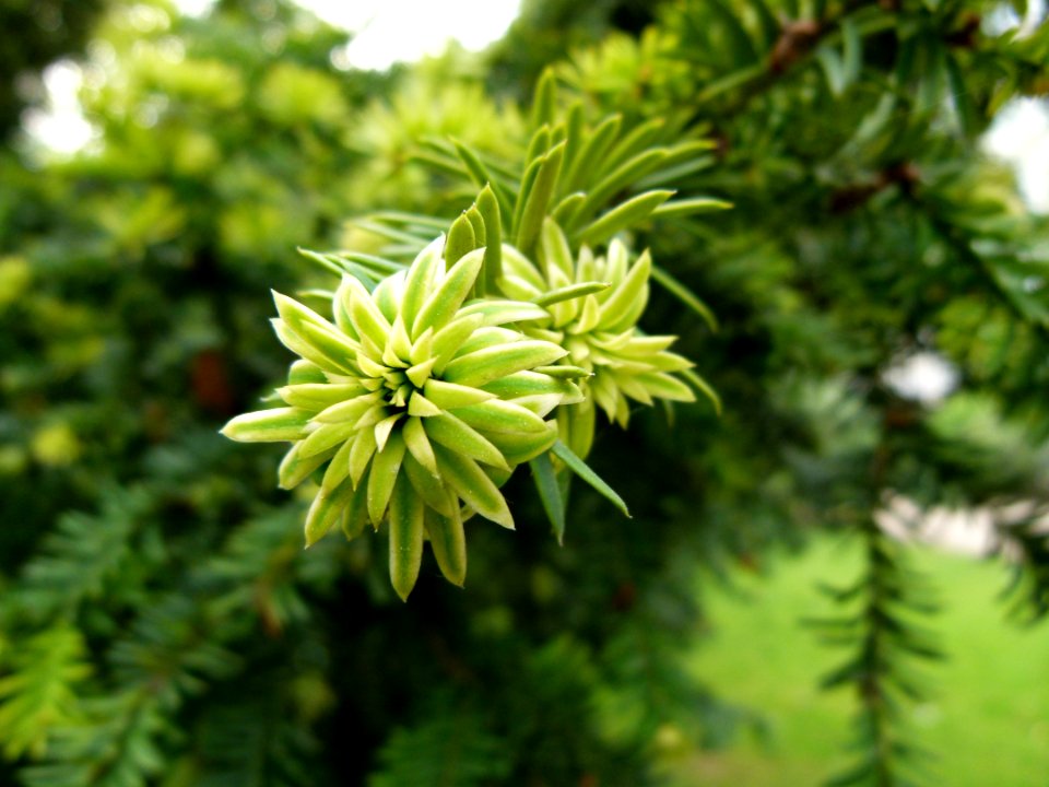 Plante du Jardin du Luxembourg 10