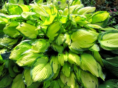 Plante verte et jaune