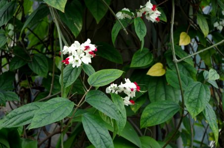 Plante inconnue - serres de Kew Gardens