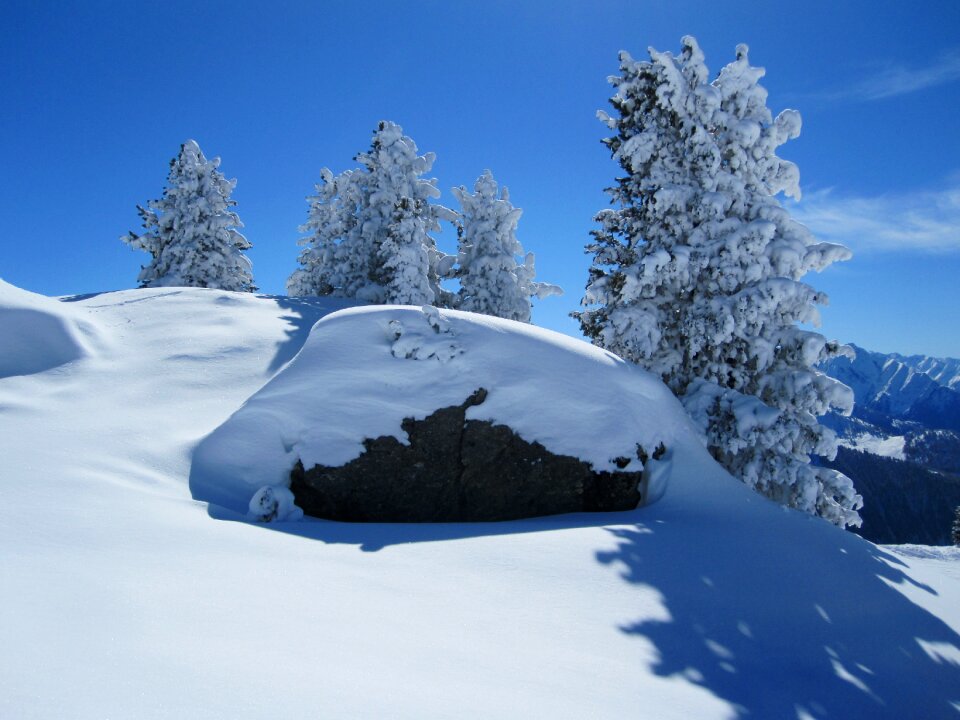 Wintry tree winter dream