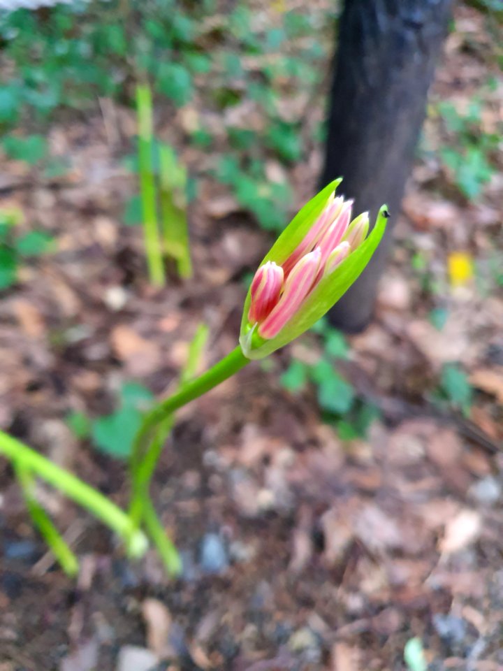 Plant in the forest at Institute for Nature Study 3