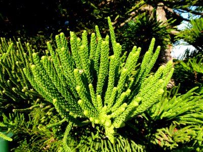 Plant in Montjuic