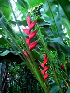 Plant 6a