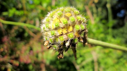 Plant 0001
