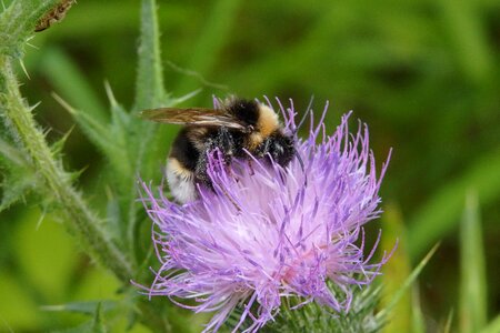 Bloom pollen nectar