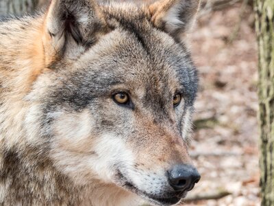 Wildlife park pack animal predator photo