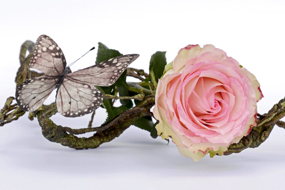 Romance love blossom