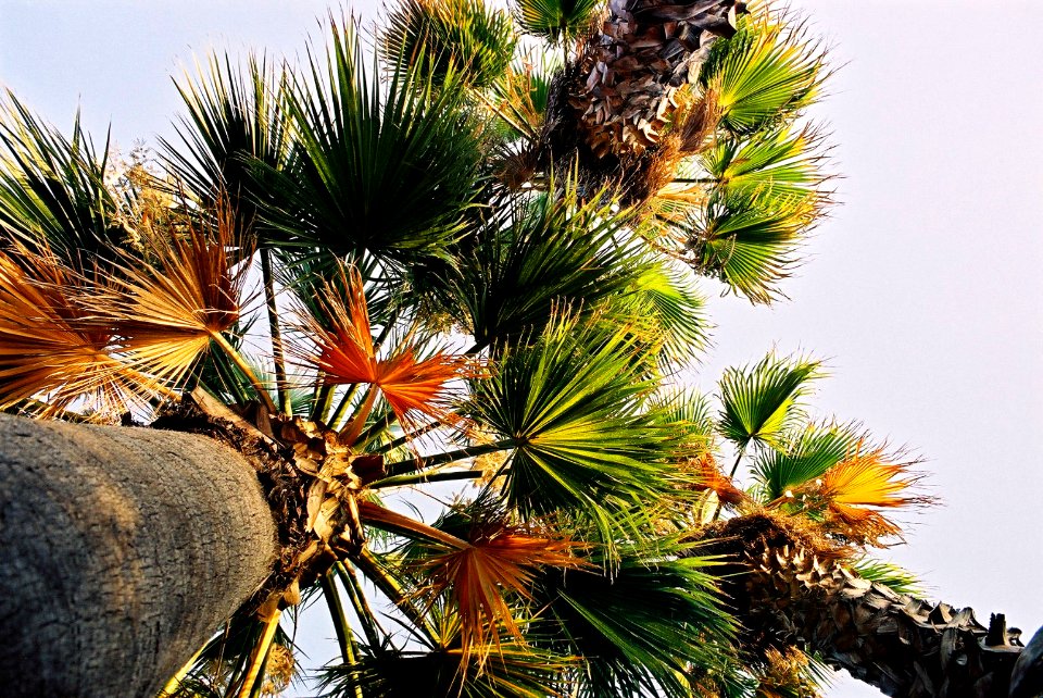 Plants-Sicily-bjs-1