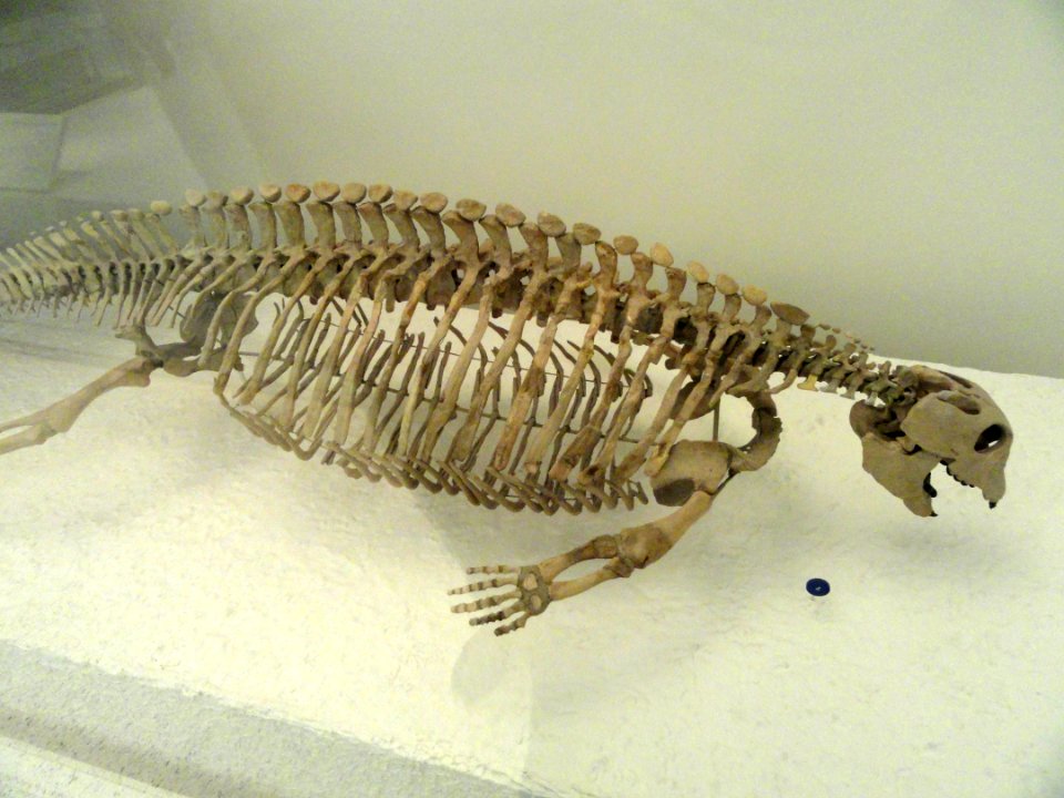 Placodus gigas (cast) - AMNH - DSC06263