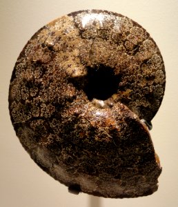 Placenticeras meeki, Late Cretaceous, Pierre Shale Formation, Rosebud County, Montana, USA - Houston Museum of Natural Science - DSC01924