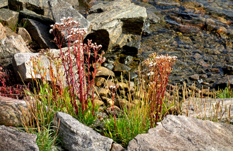 Plants by the shore at Holma marina