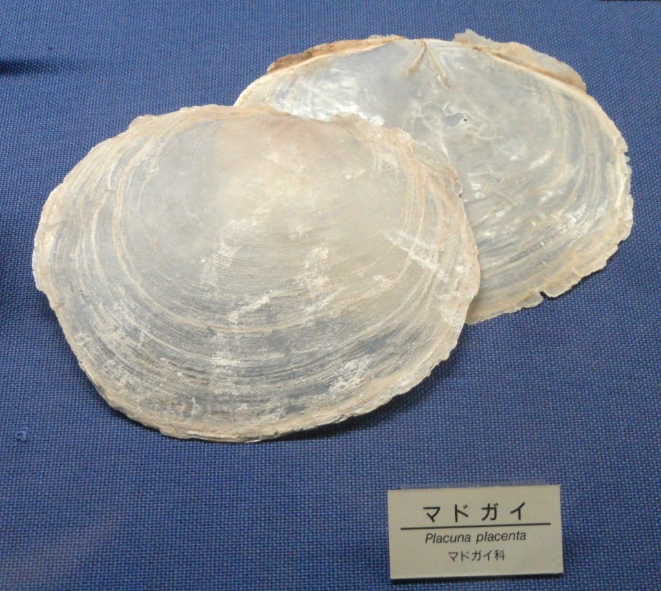 Placuna placenta - Osaka Museum of Natural History - DSC07845