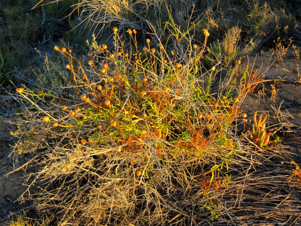 Plants on the seaside WA