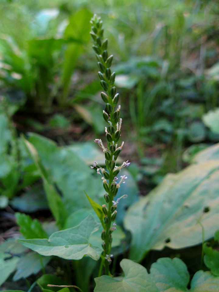Plantago major, 2020-09-08, Beechview, 01