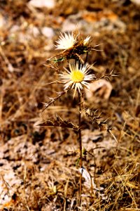Plants-Sicily-bjs-5