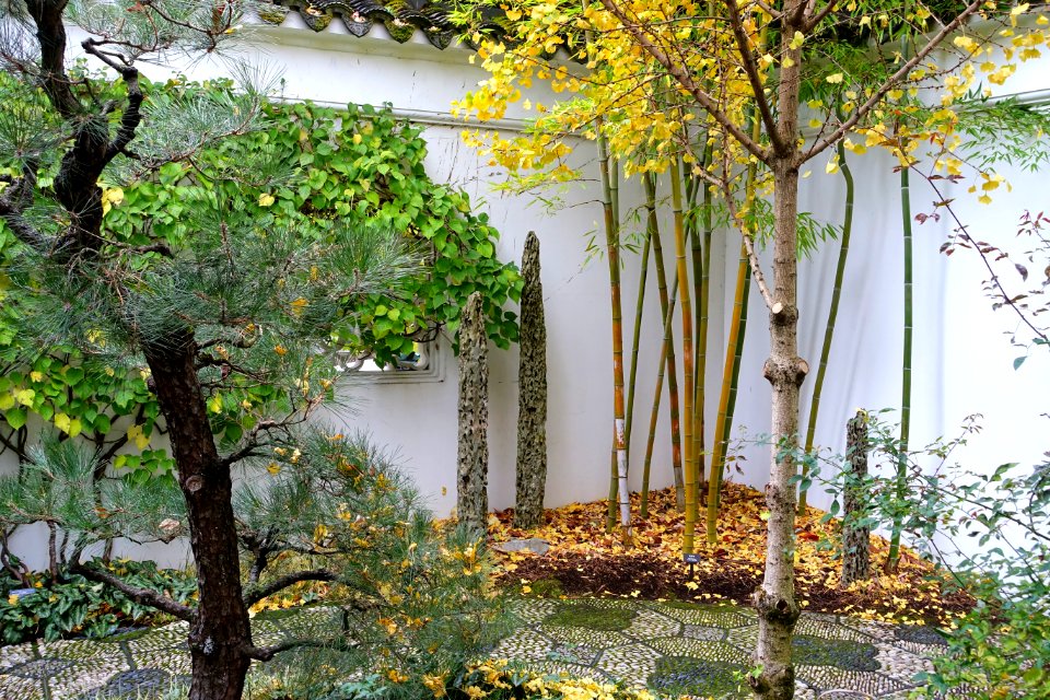Plants and rocks - Lan Su Chinese Garden - Portland, Oregon - DSC01338