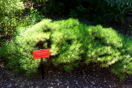 Plantago famarae - Jardín Botánico de Barcelona - Barcelona, Spain - DSC09110