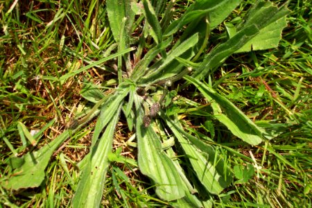 Plantain(0)a