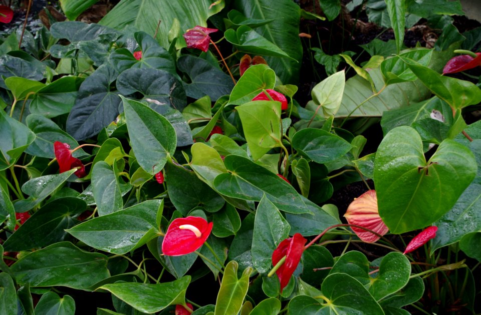 Plantes des serres de Kew Gardens
