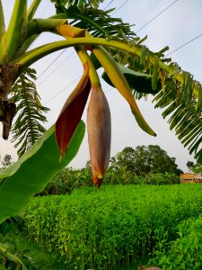 Plantain Flower - কলার মোচা photo