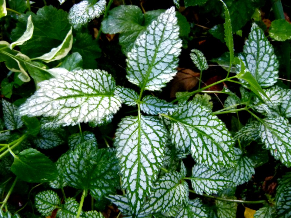 Plantes inconnues au parc floral