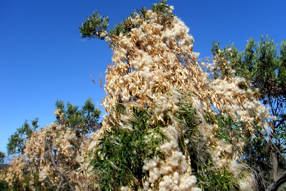 Plantes et fleurs de WA
