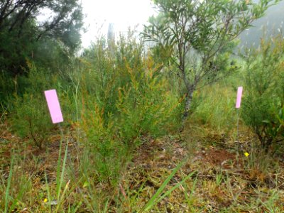 Plants tags along Bilborough Court, Springbrook, Queensland photo