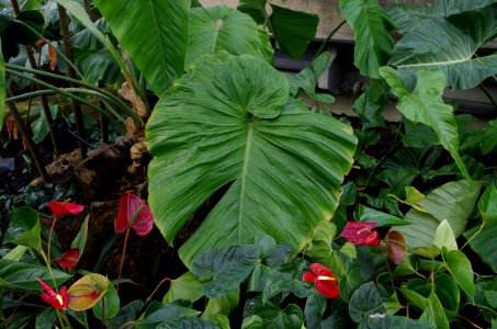 Plantes des serres de Kew Gardens 2