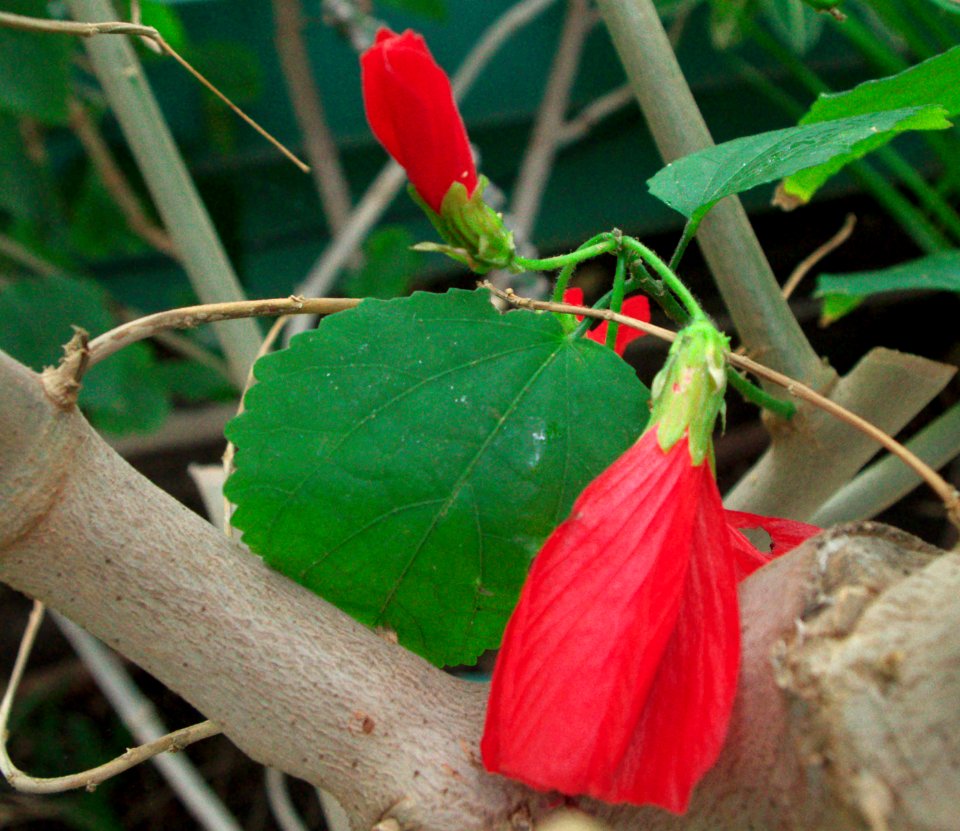 Plantes des serres d'Auteuil fleurs rouges
