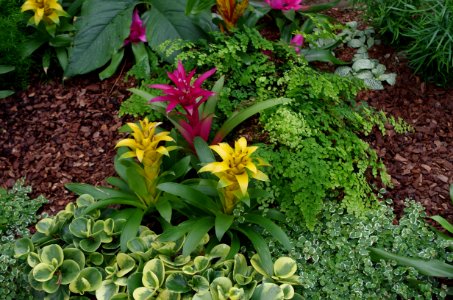 Plantes jaunes et violettes - Kew Gardens 2