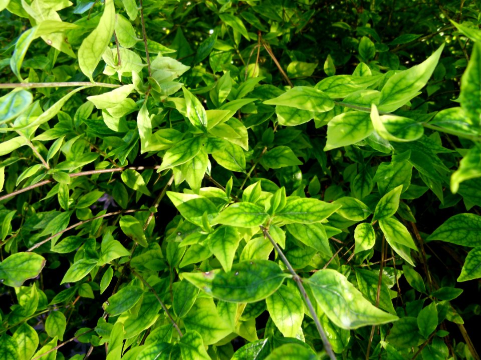Plantes au jardin Albert Kahn 7