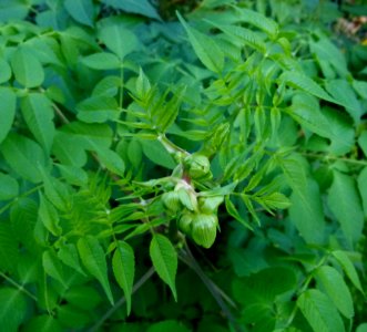 Plantes du Jardin des Plantes de Paris 4